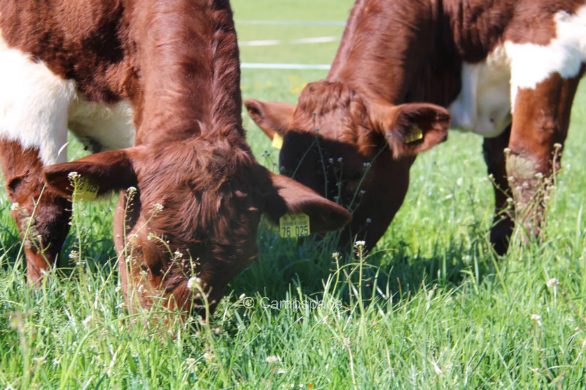 Römerhof Zeltplatz im Vulkantal (Campspace 5079)