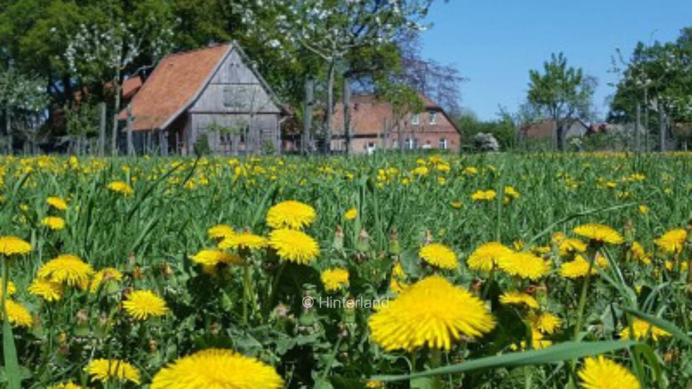 Wake up in the meadow orchard