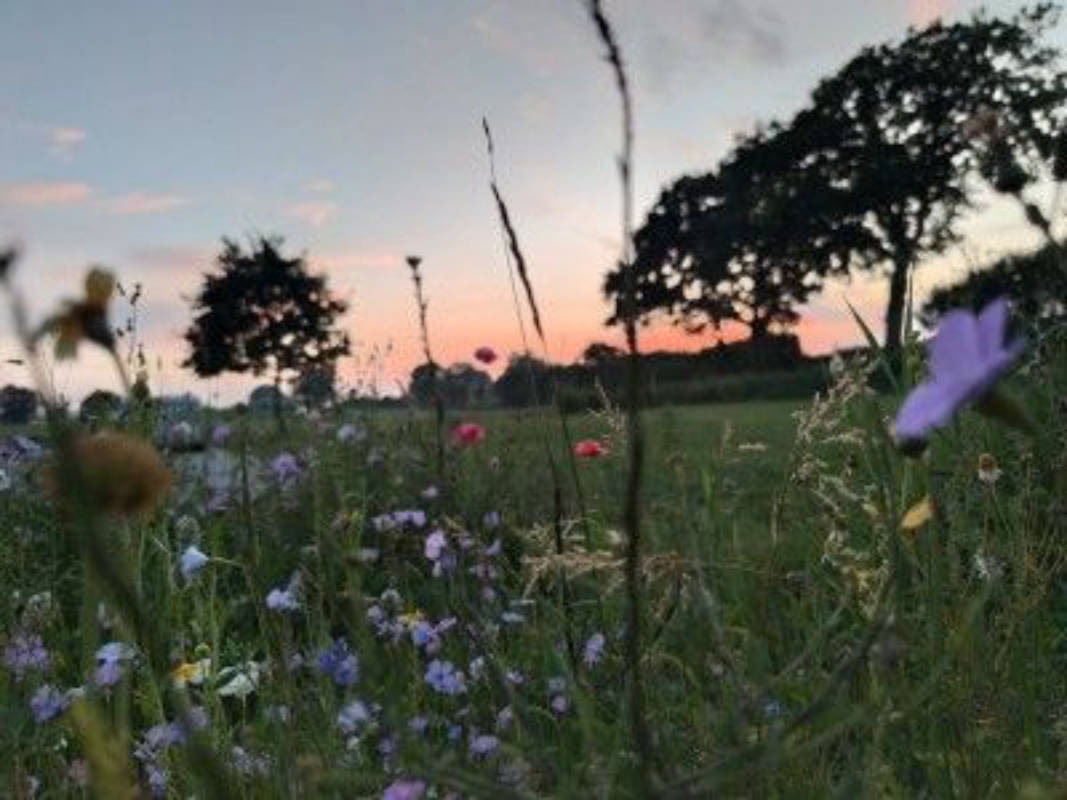 Ruhiger idyllischer Resthof zwischen Wiesen
