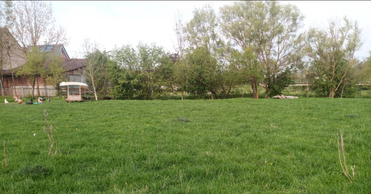 Quiet pasture