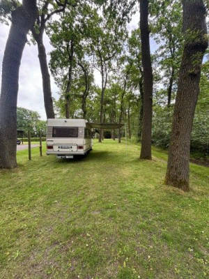 Farm campsite under the oaks