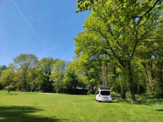 Kleine Weide unter Bäumen