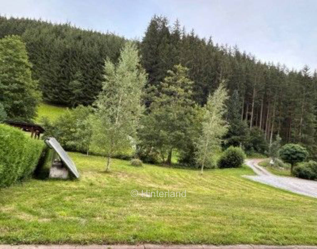 Wunderschöne Wiese umgeben von Wald und Natur