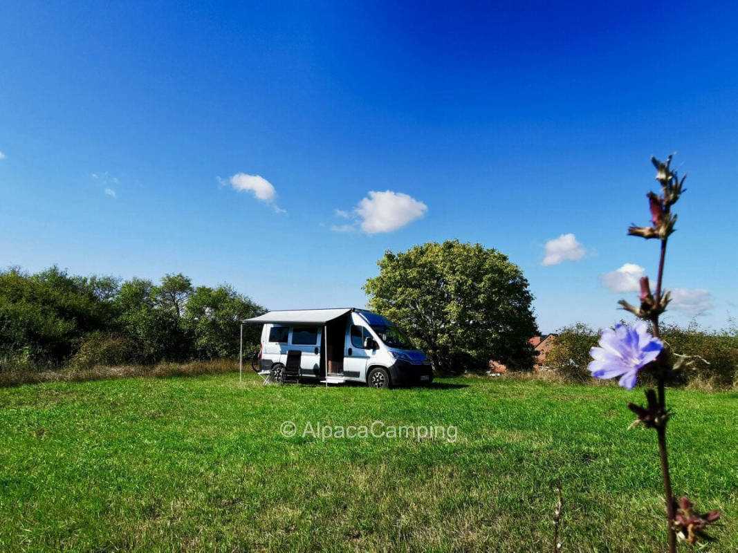 Meadow with vision #1