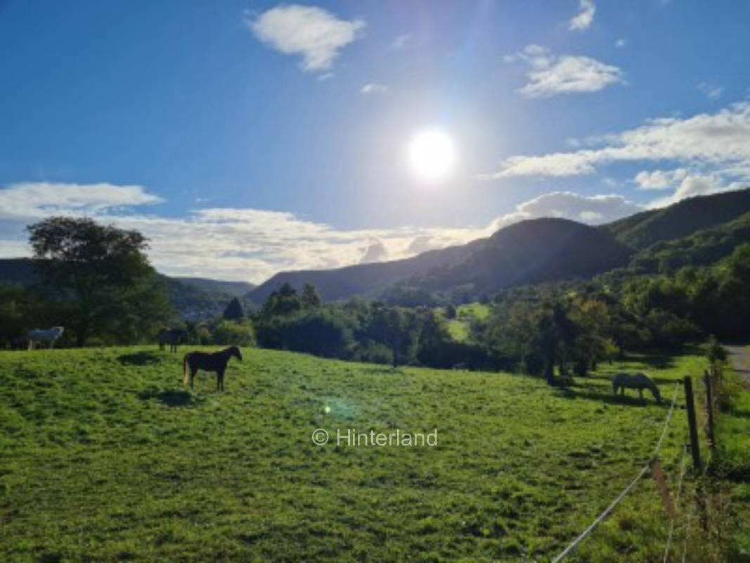 Camping among horses at the foot of the Swabian Alps