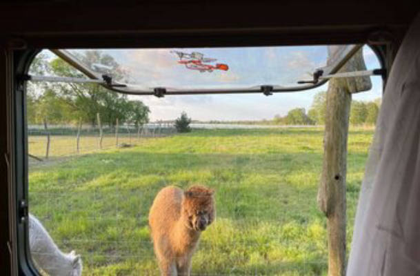 Camping at Alpakaburg Molino