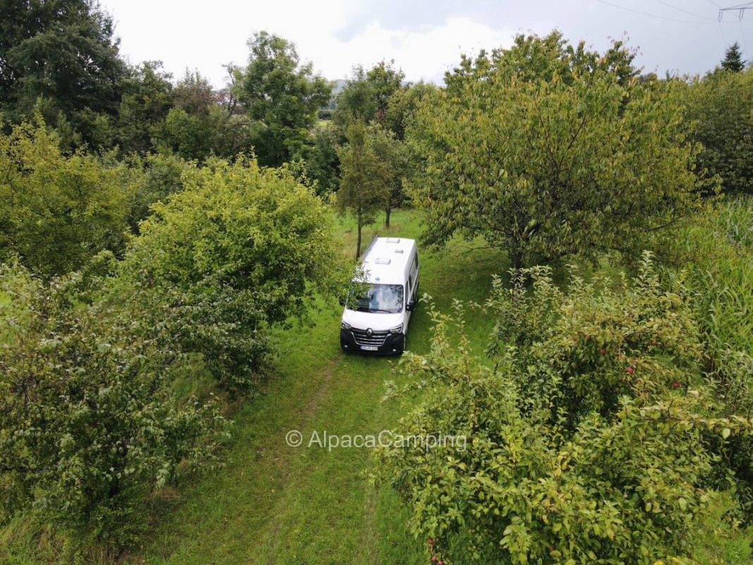 Pitch on meadow orchard
