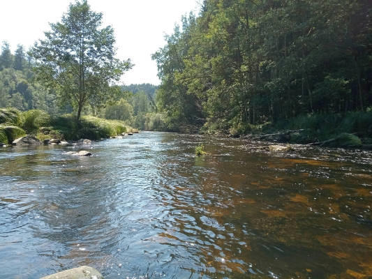 Green meadow by the stream