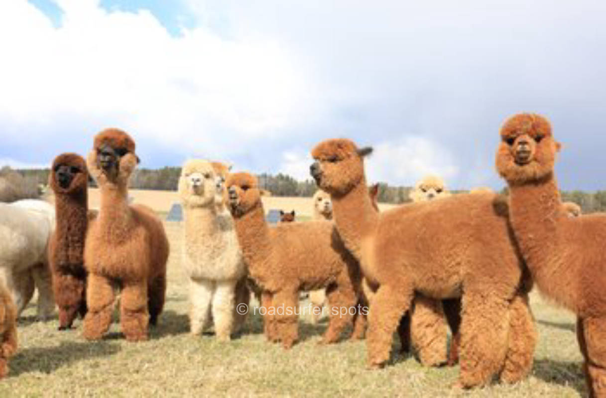 Alpaca pasture with over 100 alpacas