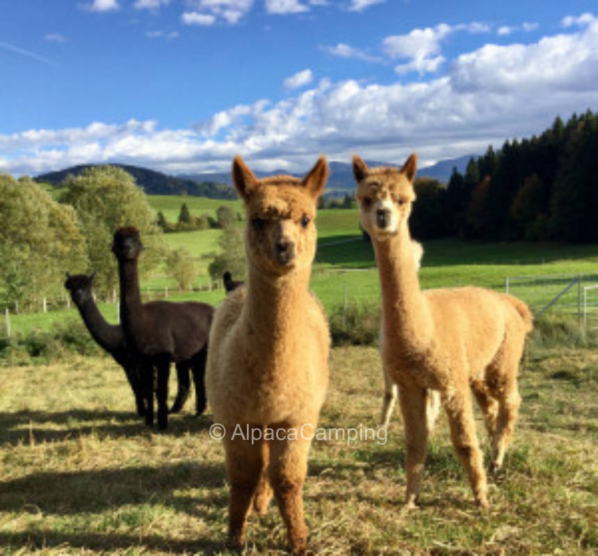 Wild West Allgäu Alpaca