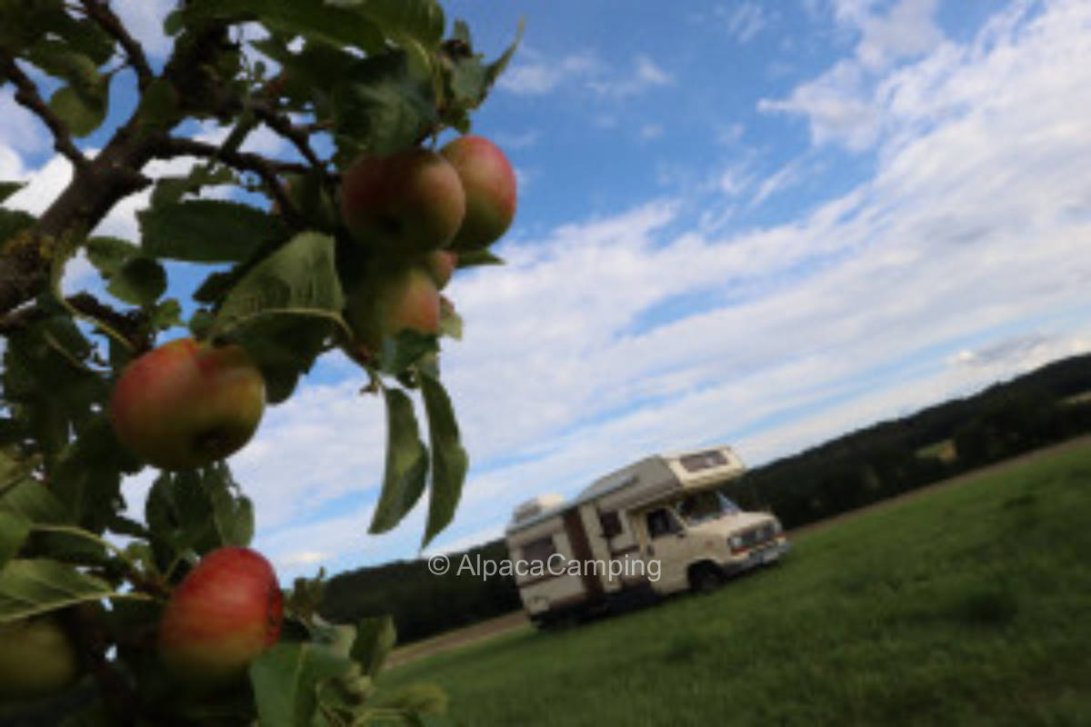 Träumen unter Bäumen #1