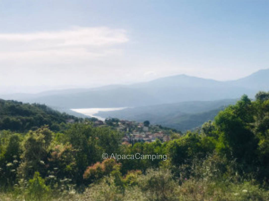 Unter den Olivenbäumen