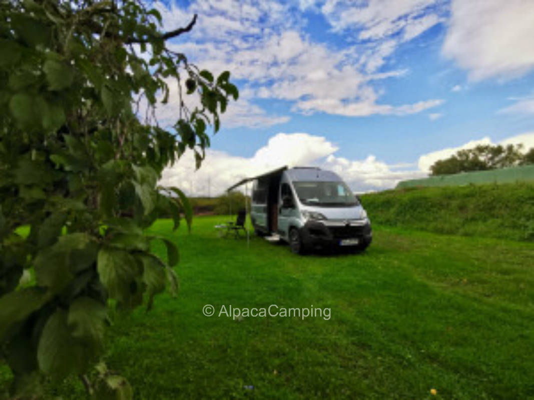 Camping under fruit trees at horse farm #1