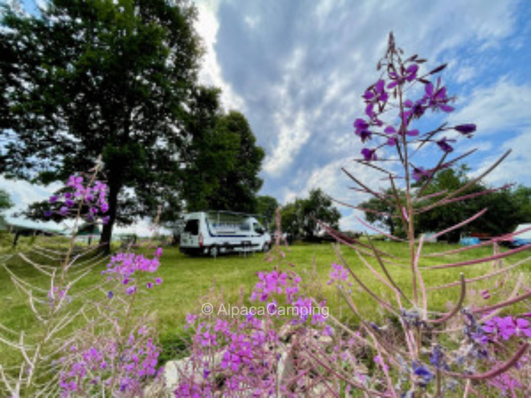 Orchard meadow in the Ore Mountains #3