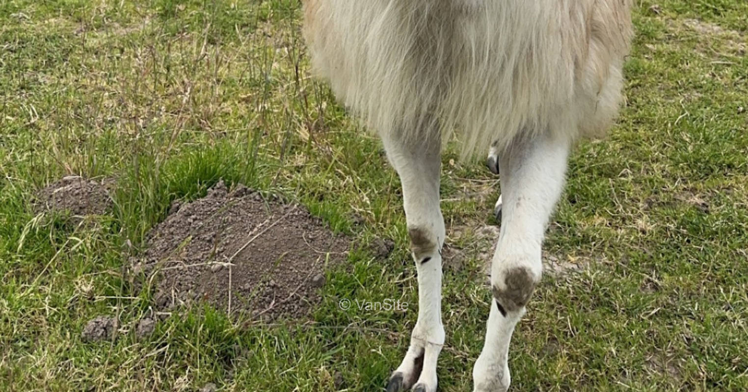 Wiese an unserer Lamakoppel