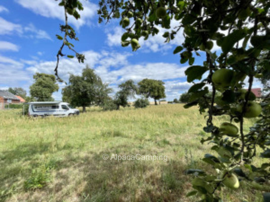 Orchard meadow at the field #2