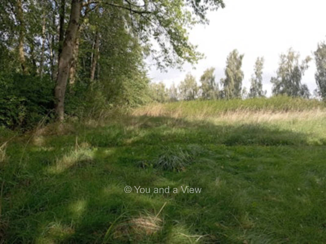 Wildnis am See