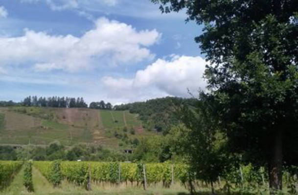 Camping site with a view of the vineyards