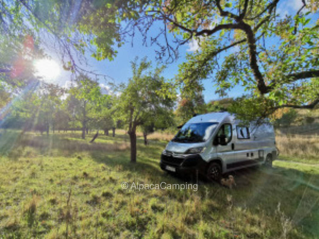 Idyllic meadow orchard at the edge of the Huy forest #1