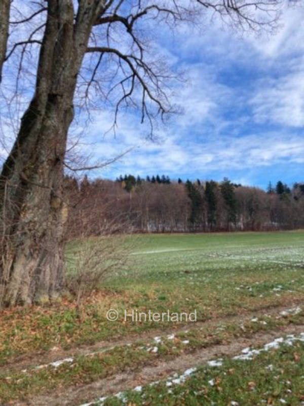 Idylle unter der Linde zwischen Wiesen und Feldern