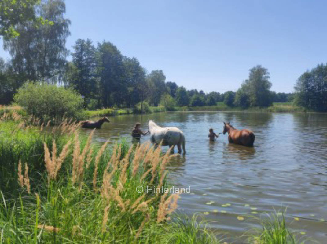 Camping with horses - in the meadow