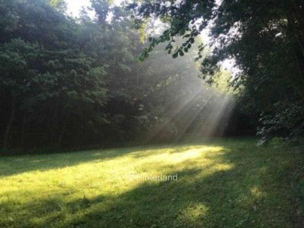 Wiese im Wald im Siebenmühlental