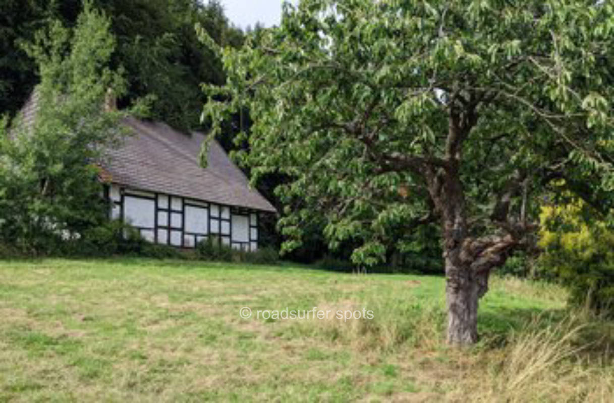Garden on the edge of the forest with a view