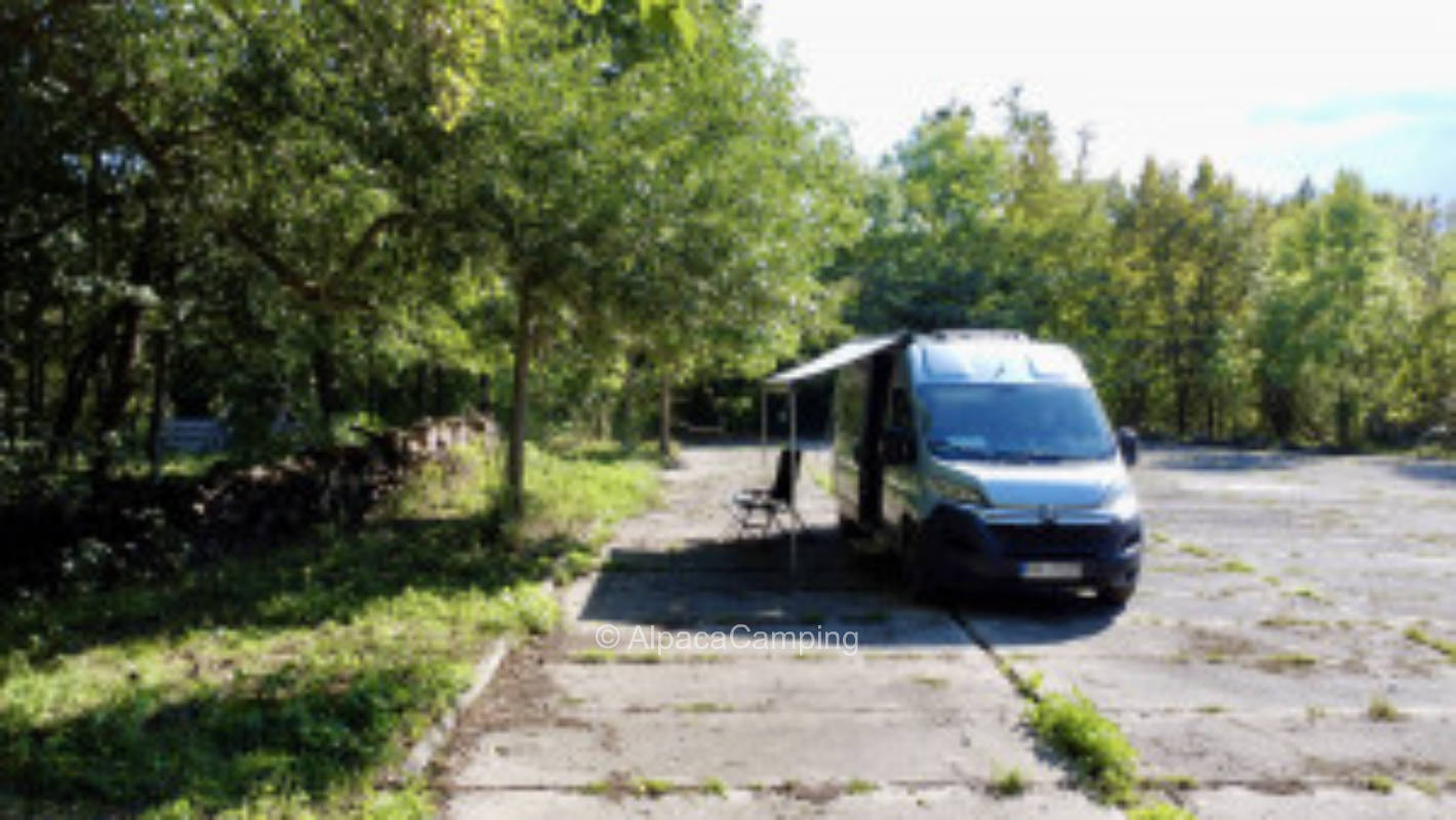 At the paddock between trees #2