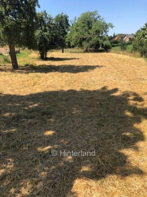 Between orchard meadow and historic building