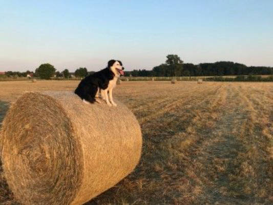 Pitch on horse farm on the edge of the forest