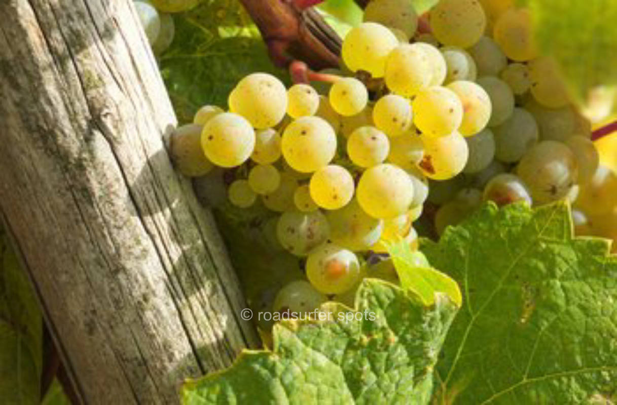 Weingut Gorges-Müller, privater Stellplatz