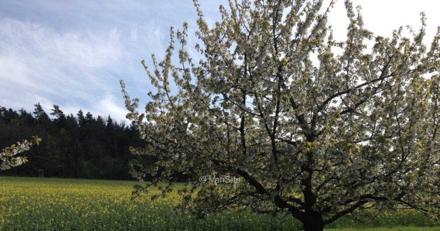 Kirschgarten
