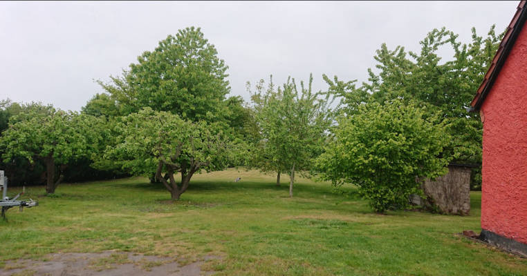 At the Fruit Trees