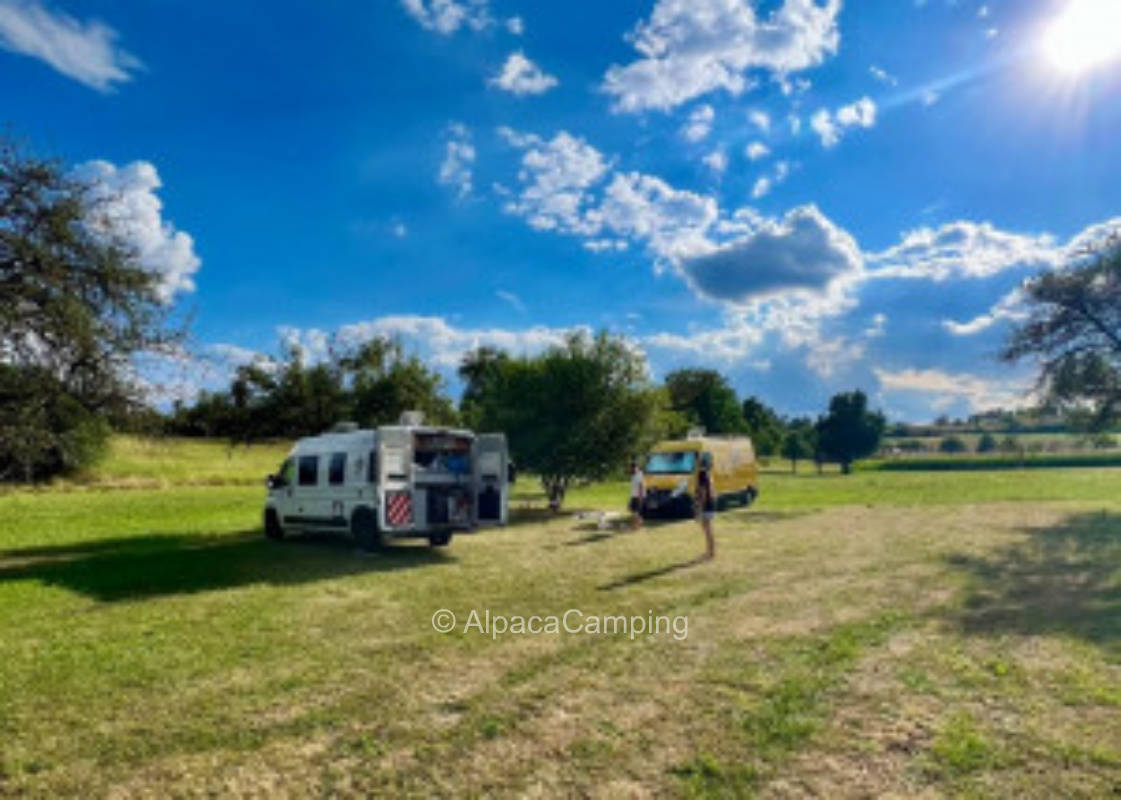 Umgeben von Bäumen auf einer grünen Wiese #4