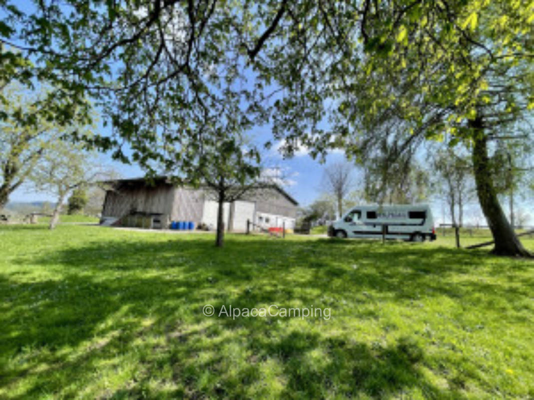 AlpacaCamping 278