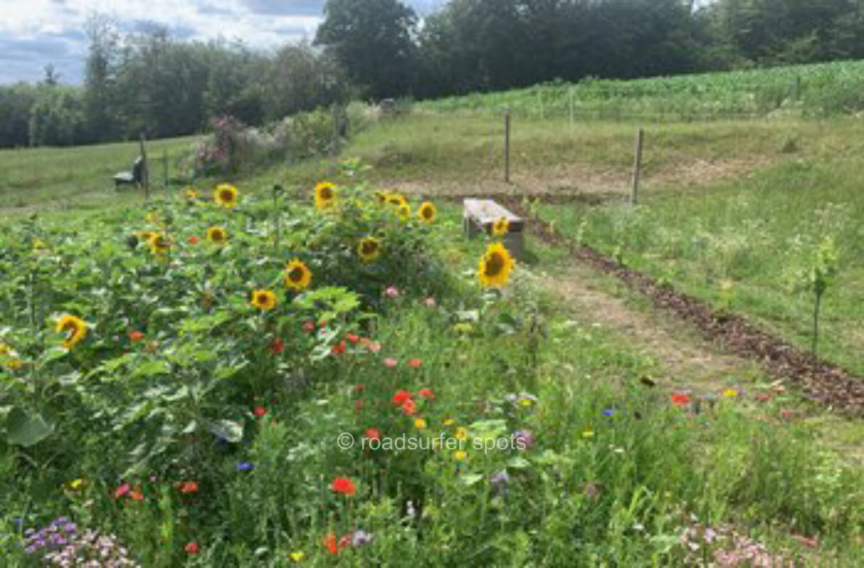 Between flower strips and vine