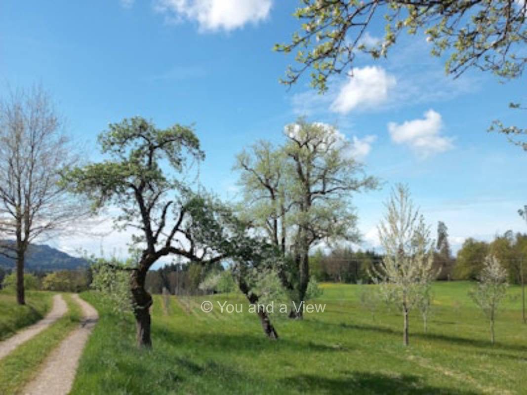 WildSoul Camp 🦊🌲🌍🚐