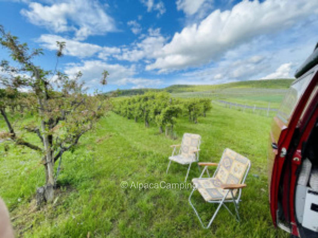 Orchard meadow at the foot of the vineyard - bottle of wine as a welcome gift #2