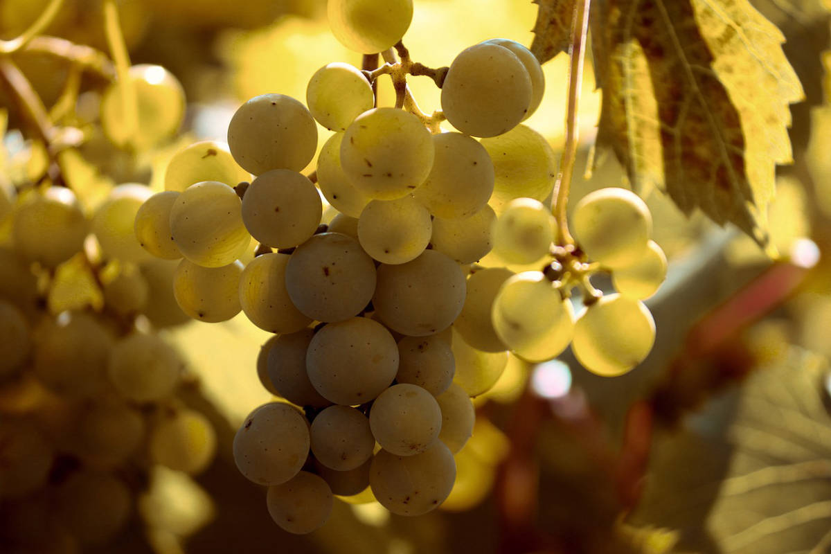 Rheinhessen - Ein möglicher Stellplatz?