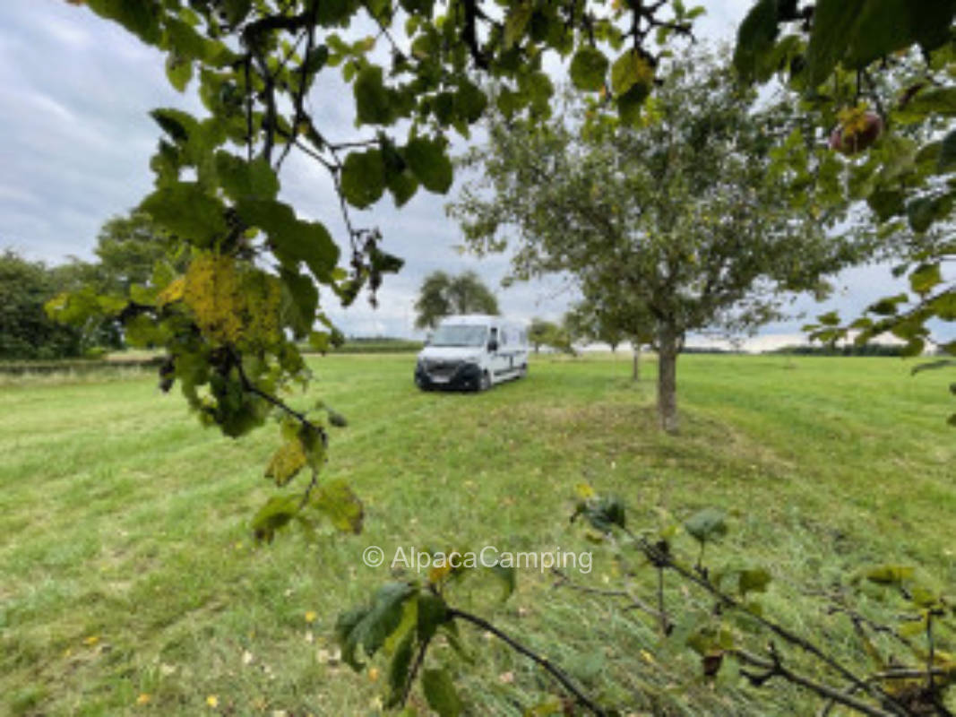 Franconian Sundown under fruit trees #1