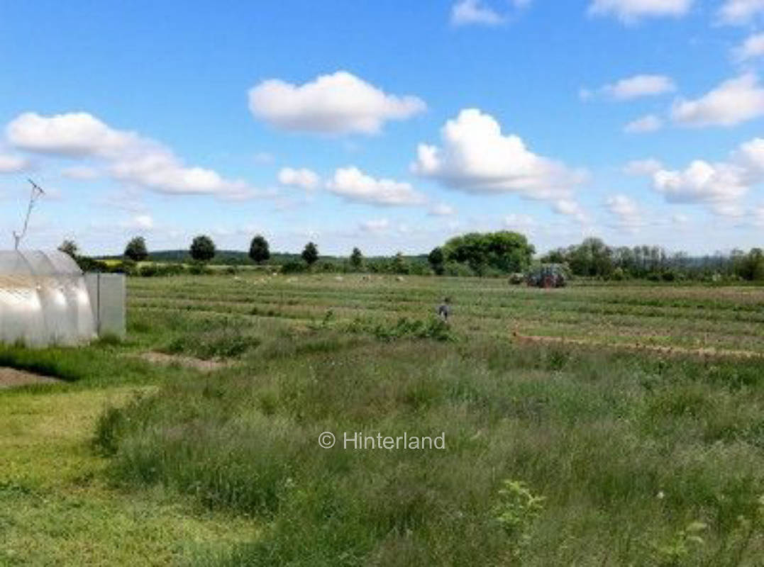 Feldrandtraum mit Blick auf Schaf & Ziege