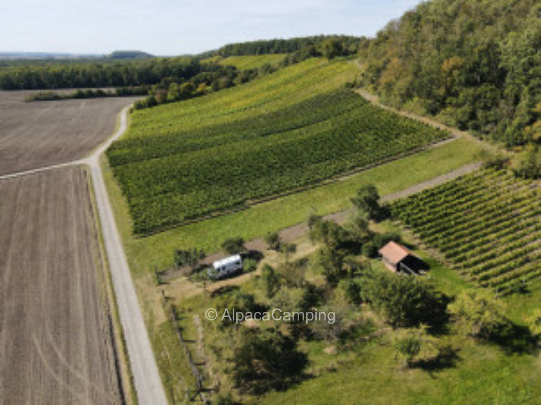 Under the Silvaner vineyard Hohenkottenheim