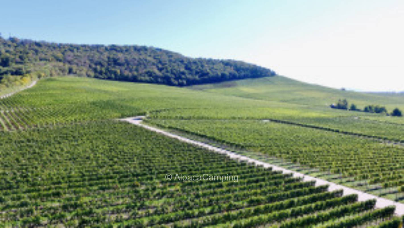 At the vineyard with a far view at the Steigerwald