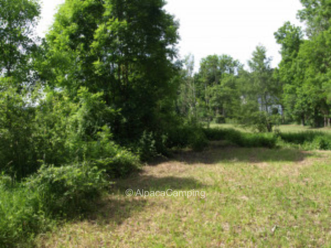 Under trees, in a wilderness, right by the stream #2