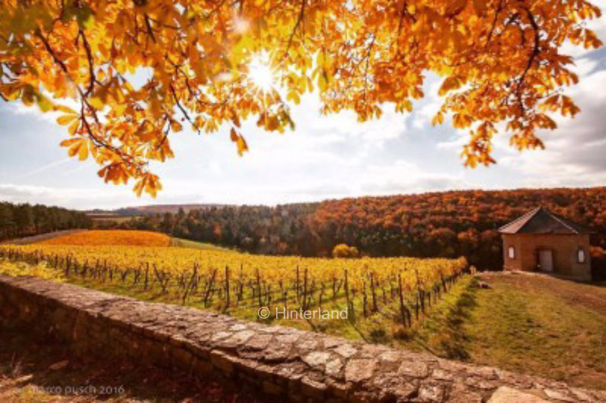 Organic winery at Saaleck Castle