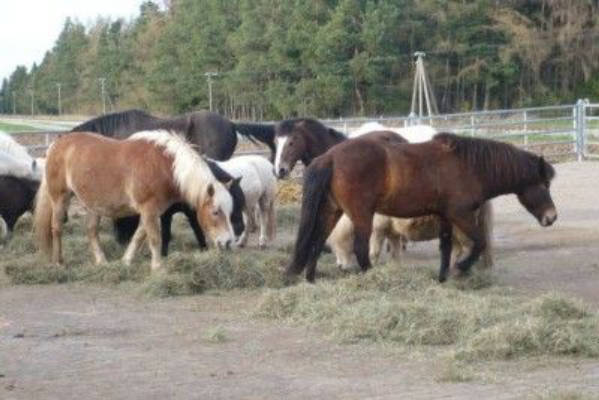 Camping at the Lillemor Horse/Therapy Farm /Ostallgäu