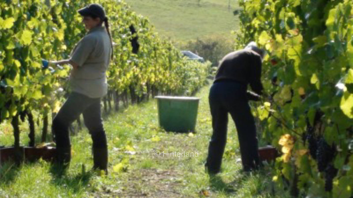   Weingut in Franken mit Weinstube und Terrasse