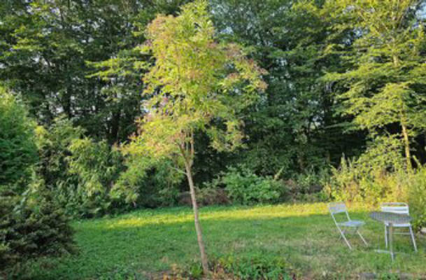Camping mit Blick in den Wald