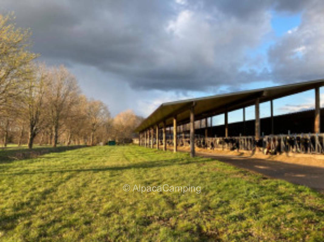 Camping where the cows live #2