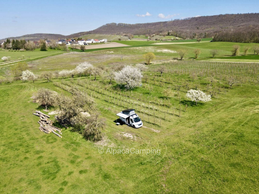 Dreaming under trees #1